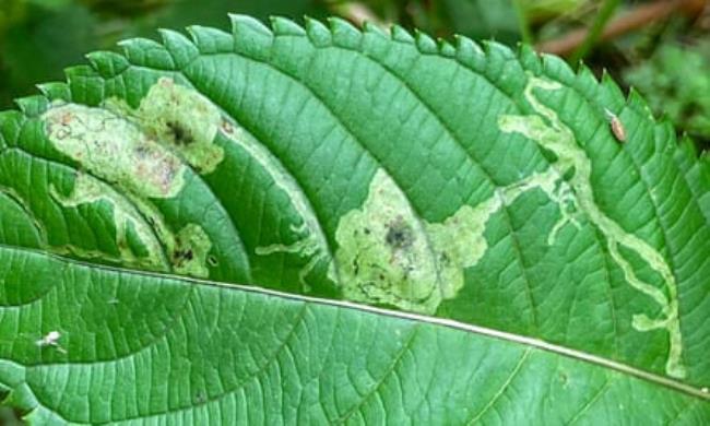 Damaged Himalayan balsam foliage, caused by the leaf-mining larva of the fly Phytoliriomyza melampyga.