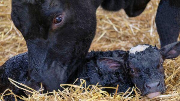 Heifer hygiene is extremely important for mastitis control