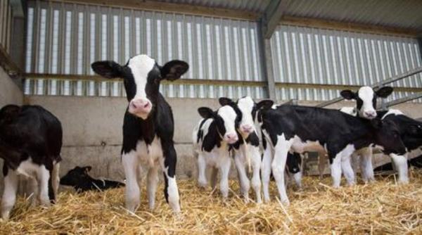 For this calving period, it is critical to focus on the basics.