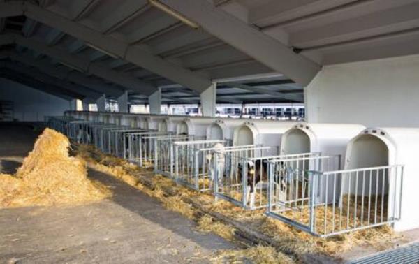 Space plays a huge factor in a heifer's stress management.